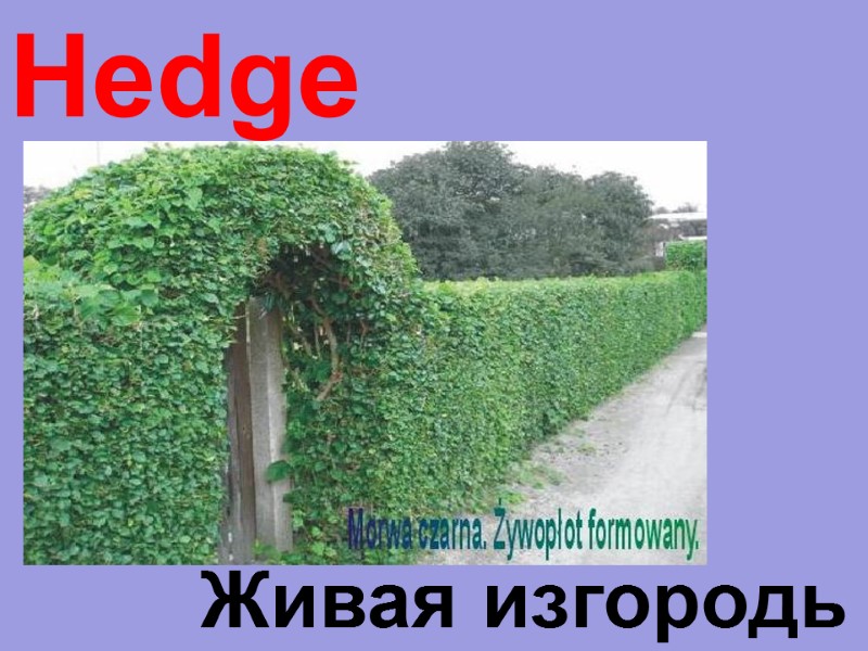 Hedge  Живая изгородь
